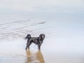 Black pet dog stood in sea on beach. Royalty Free Stock Photo