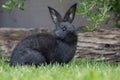 Black pet rabbit playing outdoors in the garden