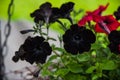 Black Petunia