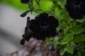 Black Petunia Royalty Free Stock Photo