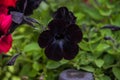 Black Petunia