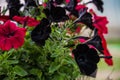 Black Petunia