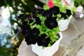 Black petunia. flowers background. beautiful nature