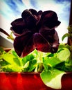 Black Petunia Royalty Free Stock Photo