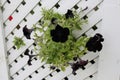 Black Petunia flowers growing through a white wood lattice