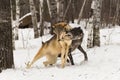 Black Phase Grey Wolf (Canis lupus) Bites Packmates Neck Winter Royalty Free Stock Photo