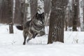 Black Phase Grey Wolf Canis lupus Bounds Through Snowy Forest Winter Royalty Free Stock Photo