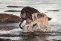 Black Phase Grey Wolf Canis lupus Grabs Other By Scruff Royalty Free Stock Photo