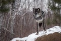 Black Phase Grey Wolf Canis lupus Looks Down From Atop Rock Royalty Free Stock Photo