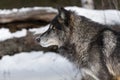 Black Phase Grey Wolf Canis lupus Looks Left Log Behind Winter Royalty Free Stock Photo