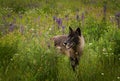 Black Phase Grey Wolf Canis lupus Looks Left in Lupin Field Royalty Free Stock Photo