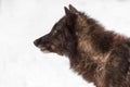 Black Phase Grey Wolf Canis lupus Looks Left Profile Winter Royalty Free Stock Photo