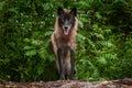 Black Phase Grey Wolf Canis lupus Looks Out from Atop Log