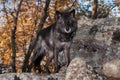 Black-Phase Grey Wolf Canis lupus Looks Out From Atop Rock