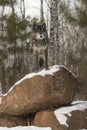 Black Phase Grey Wolf Canis lupus Looks Out From Atop Rock Den Winter Royalty Free Stock Photo