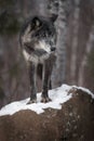Black Phase Grey Wolf Canis lupus Looks Right From Atop Rock Royalty Free Stock Photo