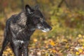 Black Phase Grey Wolf Canis lupus Looks Right Ears to Side Autumn Royalty Free Stock Photo