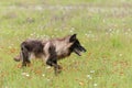 Black Phase Grey Wolf (Canis lupus) Looks Right in Field Royalty Free Stock Photo