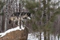 Black Phase Grey Wolf Canis lupus Looks Right From Highj Atop Rock Winter Royalty Free Stock Photo