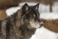 Black Phase Grey Wolf Canis lupus Looks Right Snow on Nose Winter Royalty Free Stock Photo