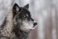 Black Phase Grey Wolf Canis lupus Looks to the Right Royalty Free Stock Photo