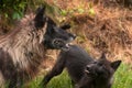Black Phase Grey Wolf (Canis lupus) Looks Up in Profile Royalty Free Stock Photo