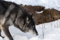 Black Phase Grey Wolf Canis lupus Looks Up While Walking Right Past Rock Winter Royalty Free Stock Photo