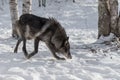 Black Phase Grey Wolf Canis lupus Moves Right Royalty Free Stock Photo