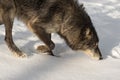 Black-Phase Grey Wolf Canis lupus Moves Right Head Down Winter Royalty Free Stock Photo