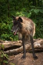 Black Phase Grey Wolf Canis lupus Over Log Looks Left Royalty Free Stock Photo