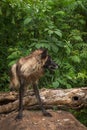 Black Phase Grey Wolf Canis lupus Over Log Looks Right Royalty Free Stock Photo