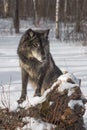 Black Phase Grey Wolf Canis lupus Paws on Log Looks Right Winter Royalty Free Stock Photo