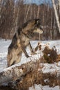 Black Phase Grey Wolf Canis lupus Paws On Log Looks Right Winter Royalty Free Stock Photo