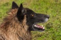 Black Phase Grey Wolf Canis lupus Profile Royalty Free Stock Photo