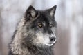 Black Phase Grey Wolf Canis lupus Profile Right Royalty Free Stock Photo