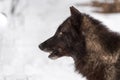 Black-Phase Grey Wolf (Canis lupus) Profile to Left Winter Royalty Free Stock Photo