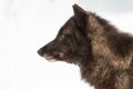 Black Phase Grey Wolf (Canis lupus) Profile to the Left Winter Royalty Free Stock Photo