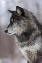 Black Phase Grey Wolf Canis lupus Profile Vertical Royalty Free Stock Photo