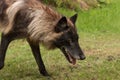 Black Phase Grey Wolf Canis lupus Prowls Right Close