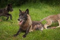 Black Phase Grey Wolf Canis lupus With Pups Running Behind Him Royalty Free Stock Photo