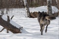 Black Phase Grey Wolf Canis lupus Runs Away