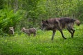 Black Phase Grey Wolf Canis lupus Runs With Pups Royalty Free Stock Photo