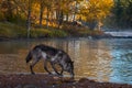 Black Phase Grey Wolf Canis lupus Sniffs Along Riverbank