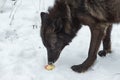 Black Phase Grey Wolf Canis lupus Sniffs at Piece of Apple Winter
