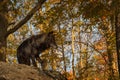 Black Phase Grey Wolf Canis lupus Stands Above on Rock Autumn