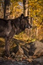 Black Phase Grey Wolf Canis lupus Stands Autumn Woods Backgrou