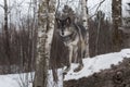 Black-Phase Grey Wolf Canis lupus Stands on Log Next to Birch Trees Looking Out Winter Royalty Free Stock Photo