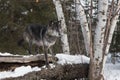 Black-Phase Grey Wolf Canis lupus Stands on Log Next to Birch Trees Looking Right Winter Royalty Free Stock Photo