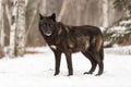Black-Phase Grey Wolf Canis lupus Stands Looking Out With Strip of Meat in Mouth Winter
