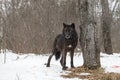 Black Phase Grey Wolf Canis lupus Stands Next to Tree Winter Royalty Free Stock Photo